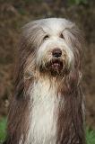 BEARDED COLLIE 426